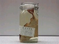 藏品(東京電鱝)的圖片